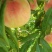 永莲水蜜桃