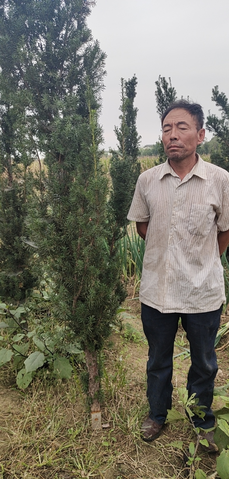 红豆杉