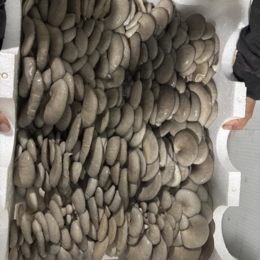 平菇