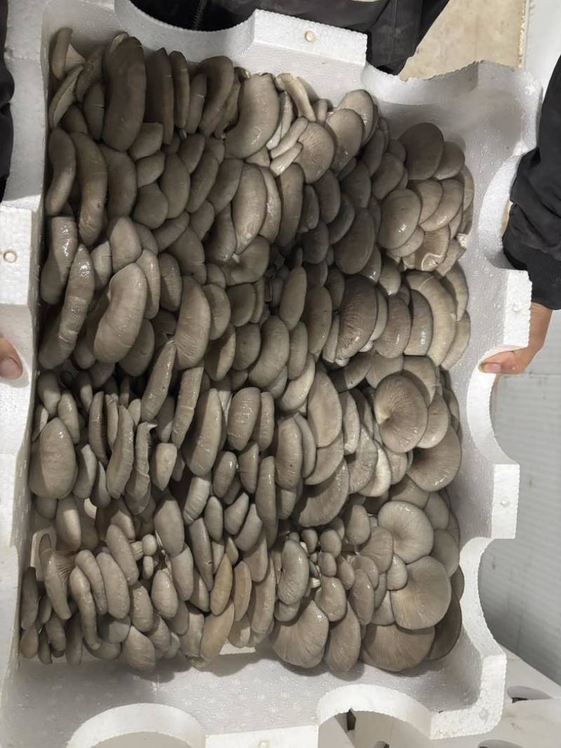 平菇