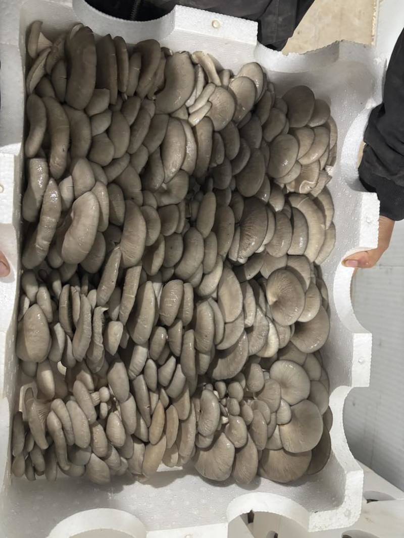 平菇