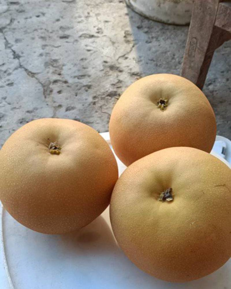 啇丘宁陵县石桥镇关庄秋月梨酥梨电话***********