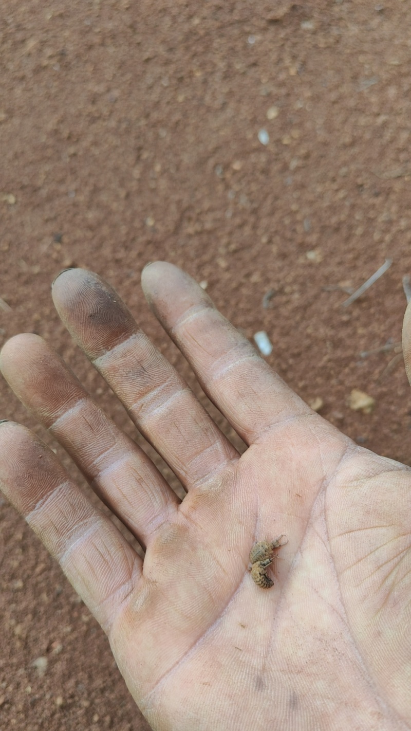 金沙牛现抓现发