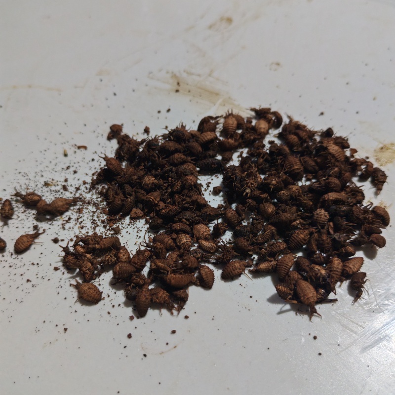 金沙牛现抓现发