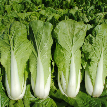 黄白菜
