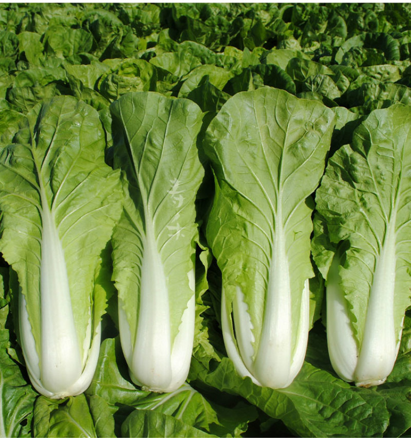 黄白菜