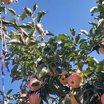 世界一号苹果