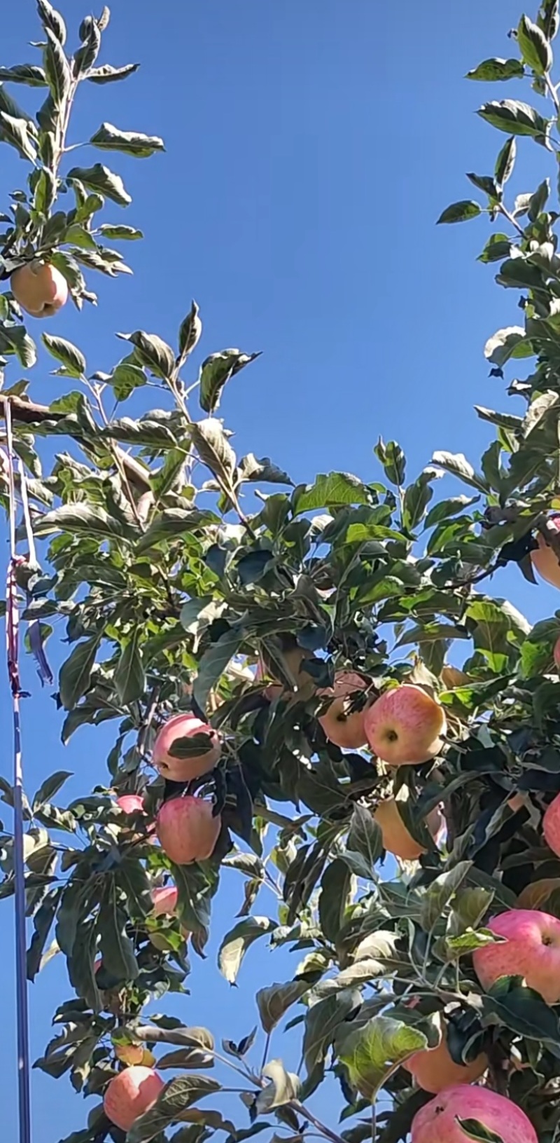 世界一号苹果