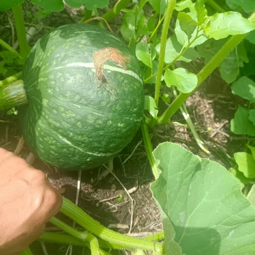 无污染，纯绿色食品。起砂面，放一个星期左右，很甜，有意者加微