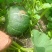 无污染，纯绿色食品。起砂面，放一个星期左右，很甜，有意者加微