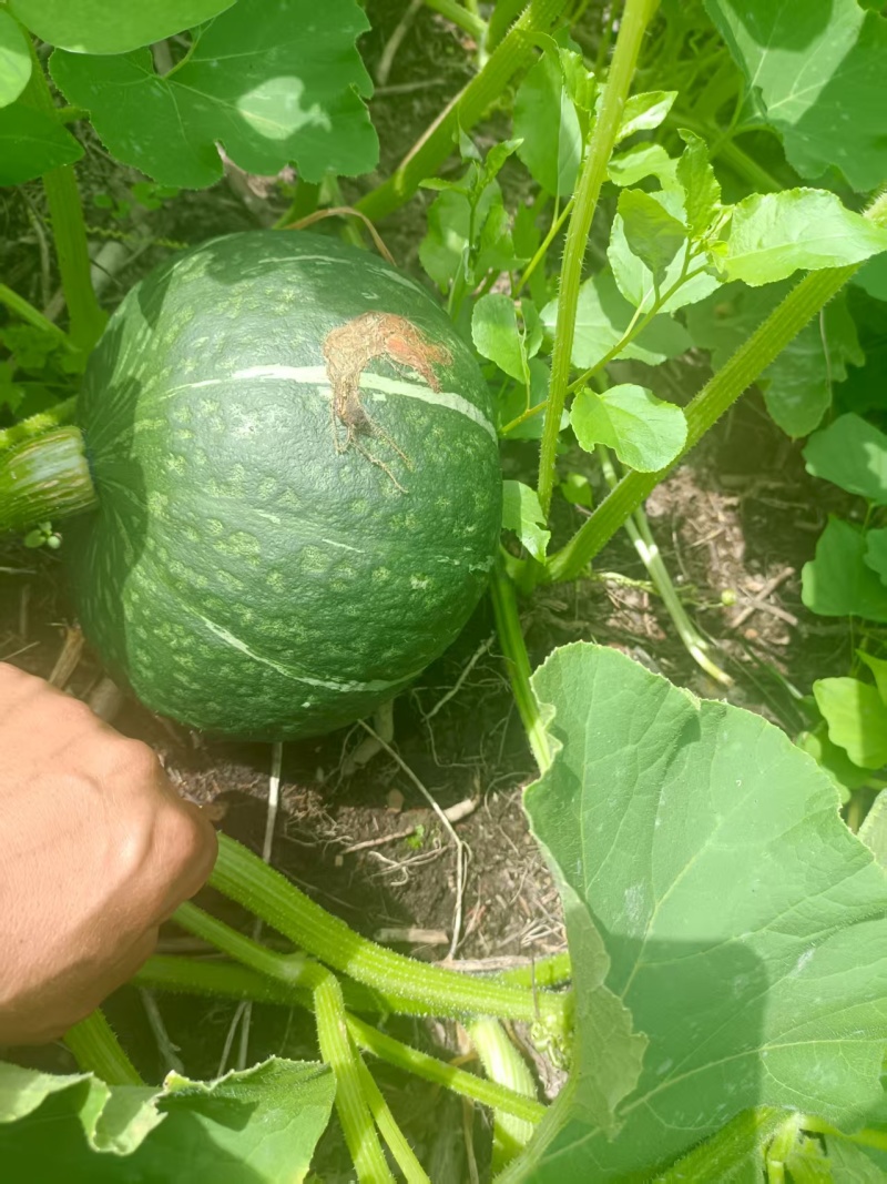 无污染，纯绿色食品。起砂面，放一个星期左右，很甜，有意者加微
