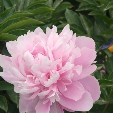 菏泽国产芍药