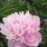 菏泽国产芍药