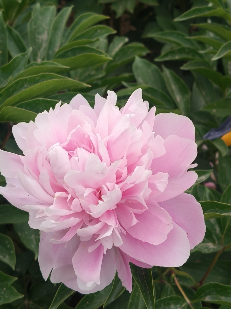 菏泽国产芍药