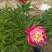 菏泽国产芍药