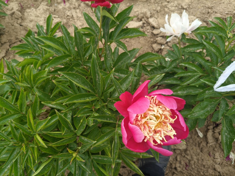 菏泽国产芍药
