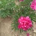 菏泽国产芍药