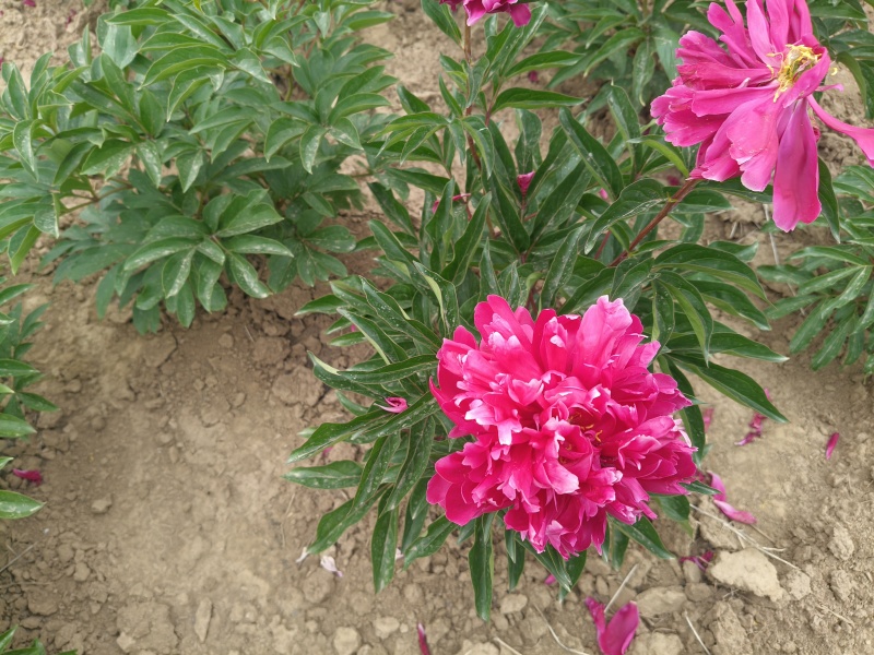 菏泽国产芍药