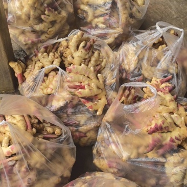 鲜鲜生姜一百斤电话:***********