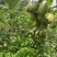 水城红心猕猴桃