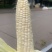 万糯2000粘玉米