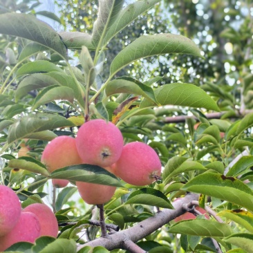 鸡心果