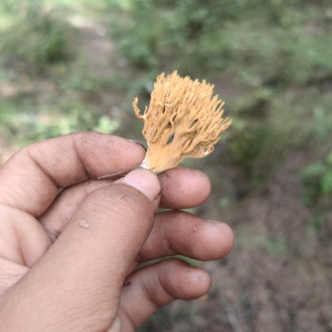 野生珊瑚菌