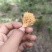 野生珊瑚菌