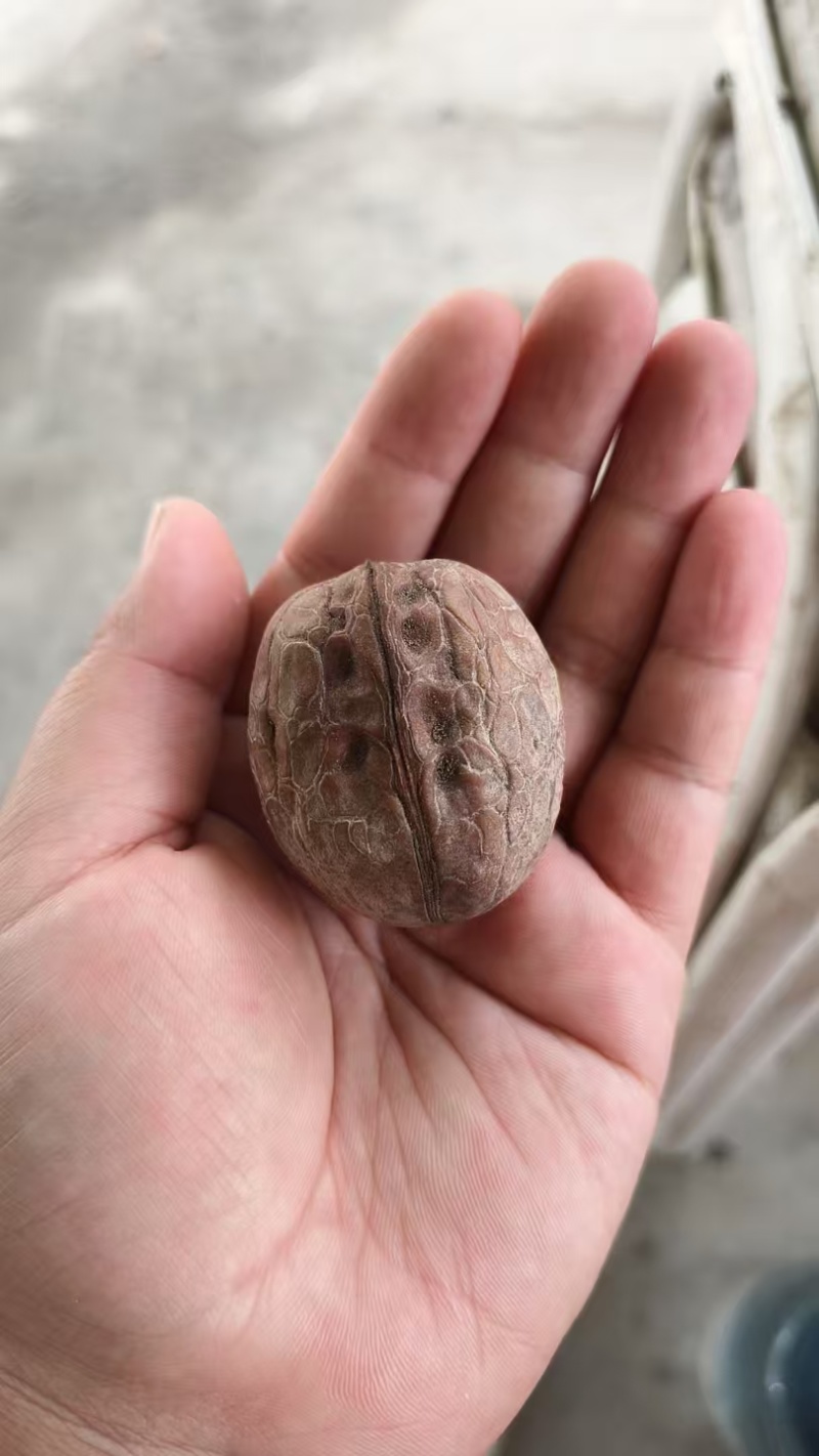 新疆薄皮核桃185（40mm）