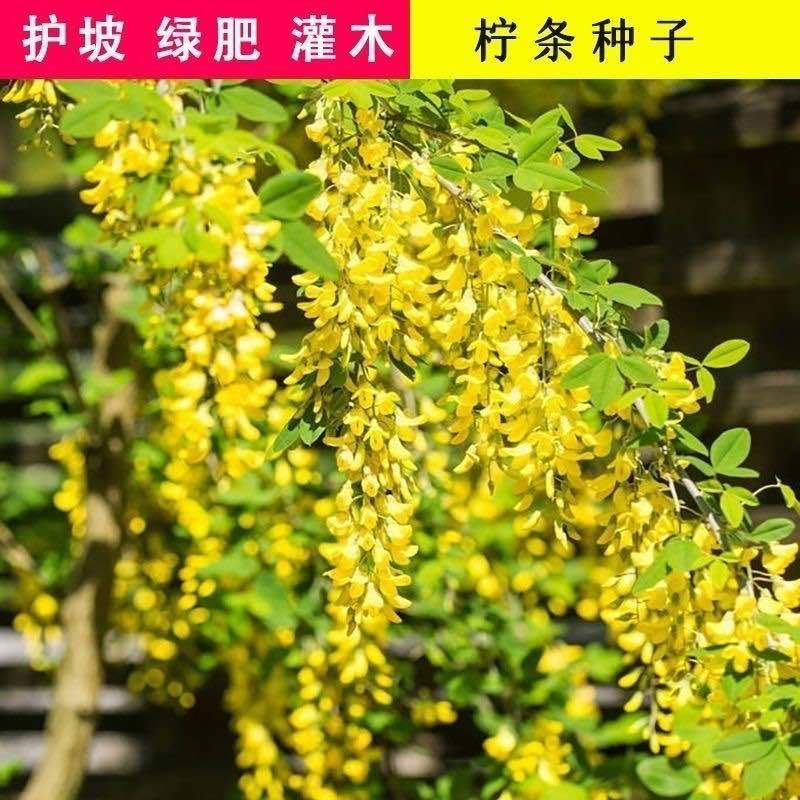柠条种子小叶锦鸡儿种籽抗旱治沙多年生护坡绿化林木灌木包