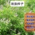 新采荆条种子荆条树种子蜜源植物荆条花种子杜荆柴黄金子灌木包邮