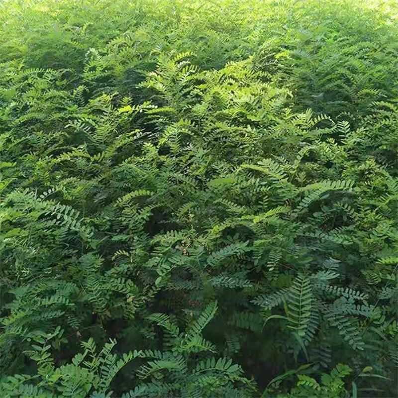 紫穗槐种子护坡工程专用灌木种子多年生四季棉槐紫穗槐蜜源种籽
