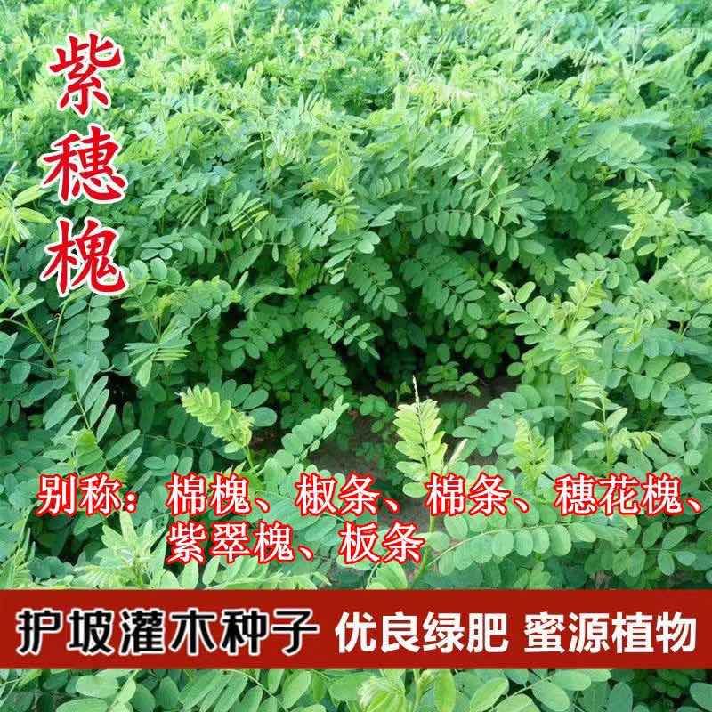 紫穗槐种子护坡复绿灌木种子多年生棉槐穗花槐紫翠槐板条蜜源种籽