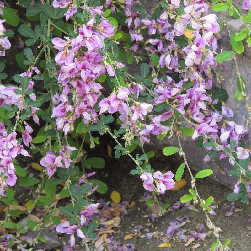 胡枝子种子护坡灌木美丽胡枝子二色胡枝子花卉林木截叶胡枝子种籽