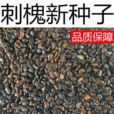 刺槐种子洋槐树种籽食用蜜源固土护坡行道树园林绿化生长快速林木