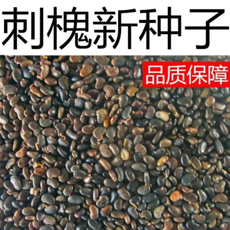 刺槐种子洋槐树种籽食用蜜源固土护坡行道树园林绿化生长快速林木