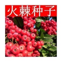 新采火棘种子火棘种籽林木树种沙棘围墙铁篱笆种子红刺木耐旱种子