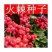 新采火棘种子火棘种籽林木树种沙棘围墙铁篱笆种子红刺木耐旱种子