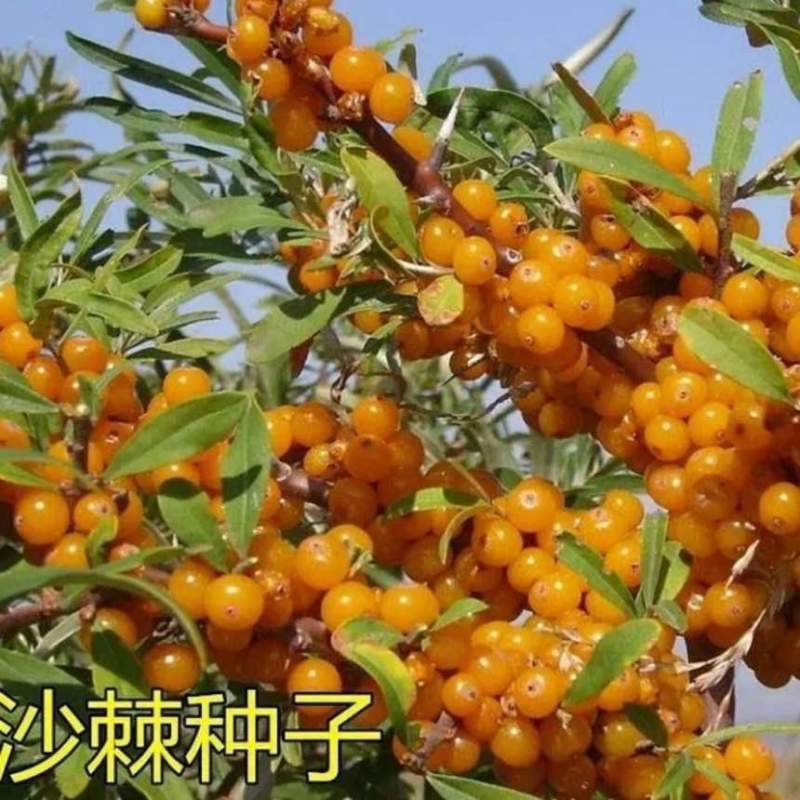 沙棘种子营养丰富沙棘树水果树种籽耐寒耐旱果树多年生沙棘果种籽
