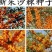 沙棘种子营养丰富沙棘树水果树种籽耐寒耐旱果树多年生沙棘果种籽