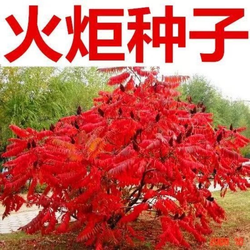 火炬树种子庭院鹿角漆火炬漆工程绿化树四季常青多年生林木种