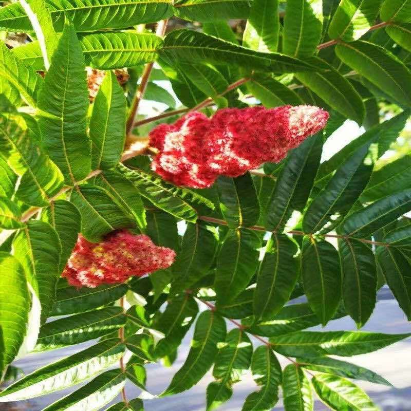 火炬树种子庭院鹿角漆火炬漆工程绿化树四季常青多年生林木种