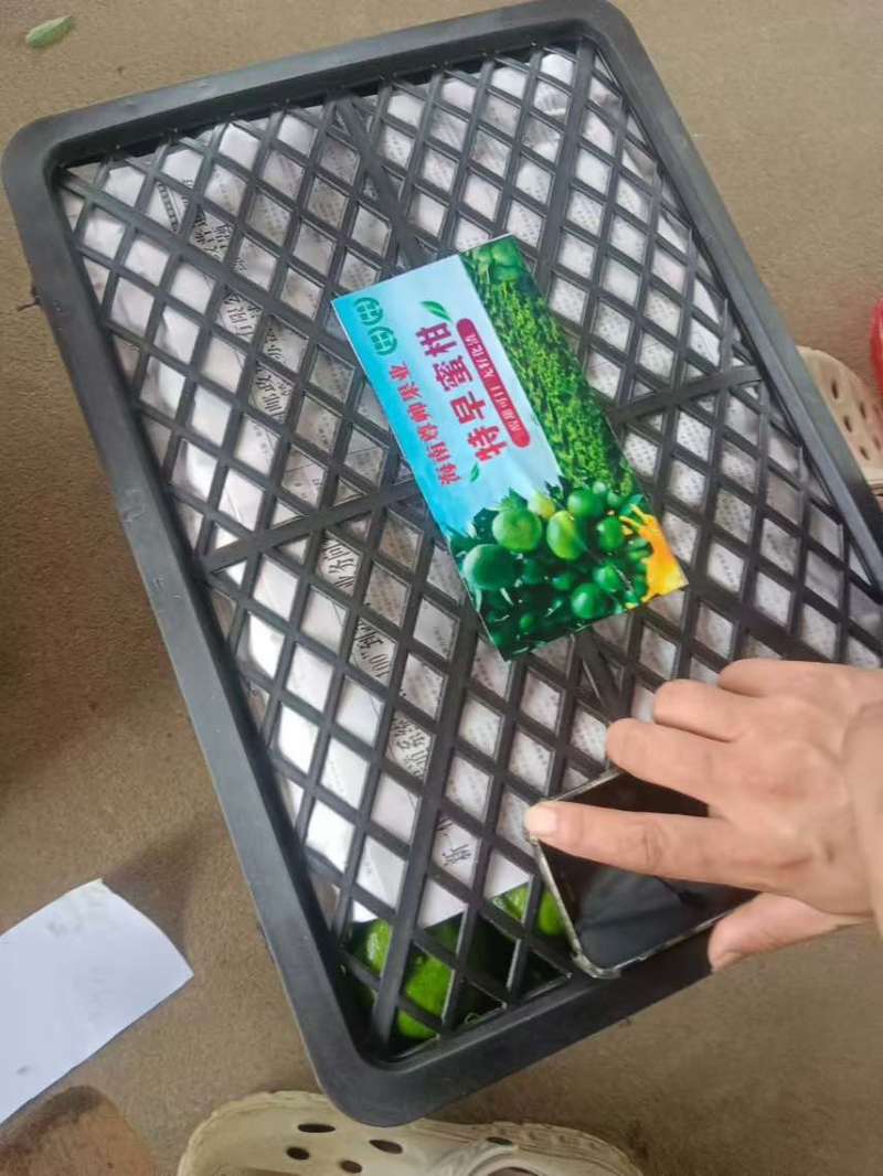 特早蜜橘