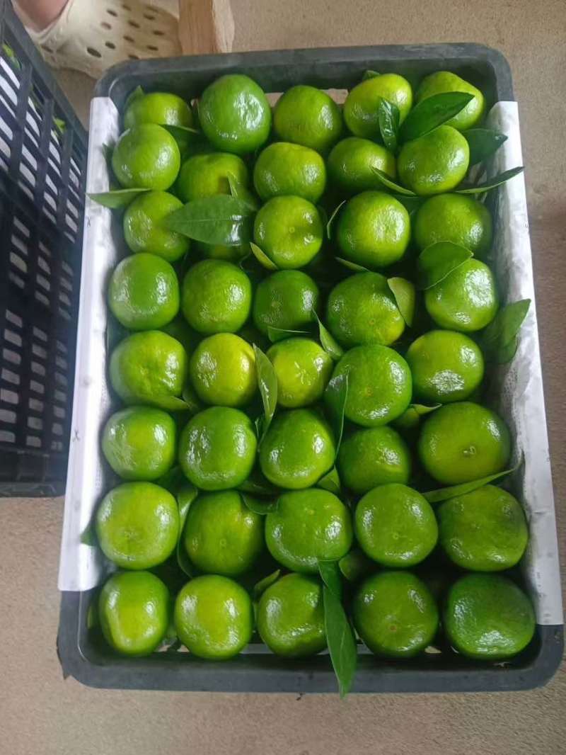 特早蜜橘