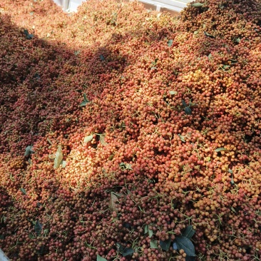 2025年新花椒，鲜花椒，干花椒