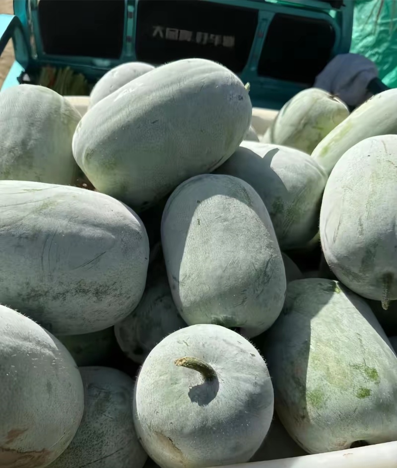 白皮冬瓜