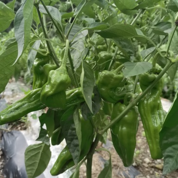 线椒，陇椒，芜湖椒，欢迎老板来盘