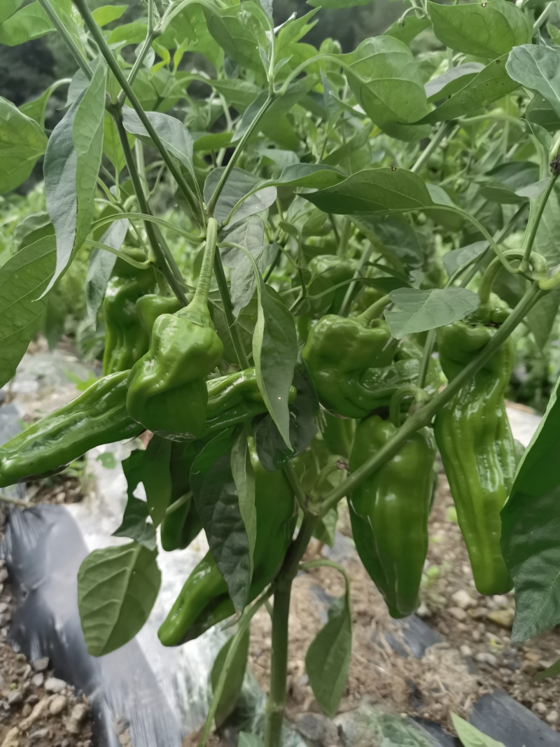 线椒，陇椒，芜湖椒，欢迎老板来盘