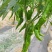 线椒，陇椒，芜湖椒，欢迎老板来盘