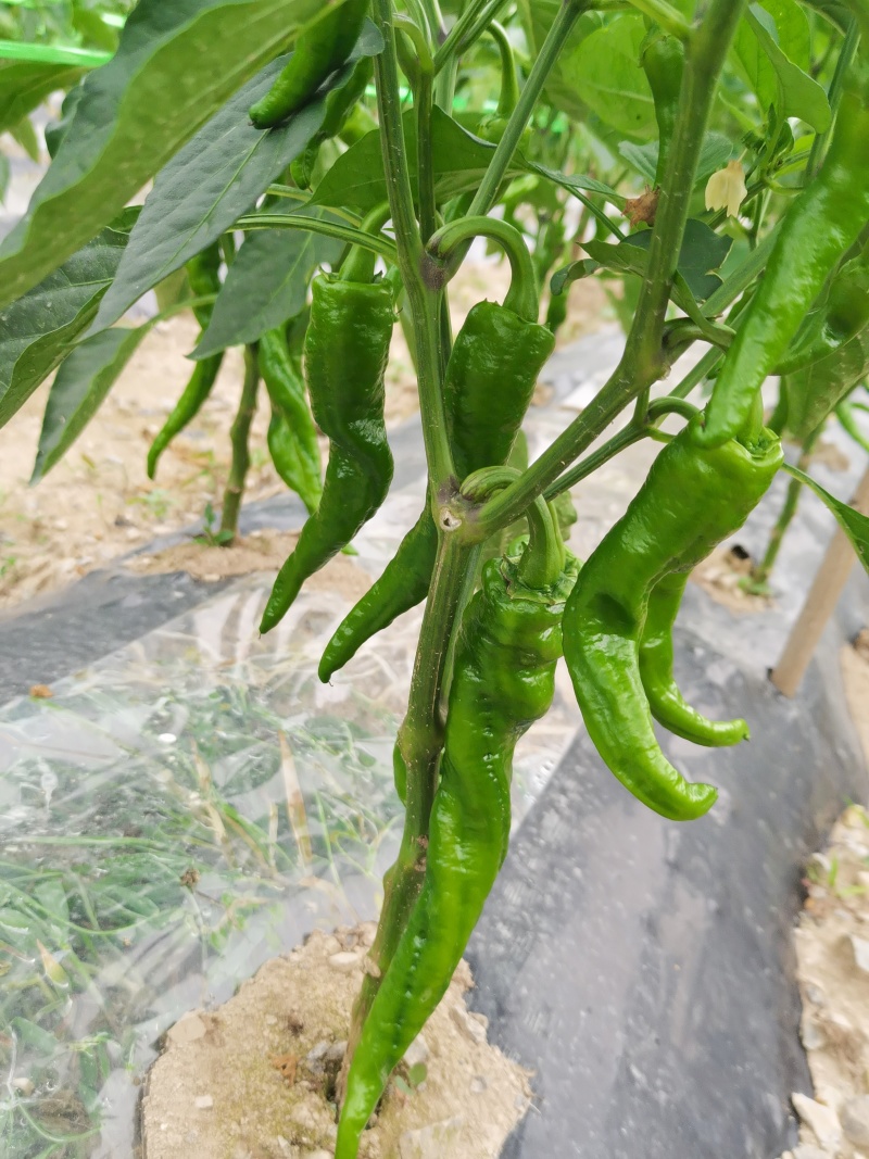 线椒，陇椒，芜湖椒，欢迎老板来盘